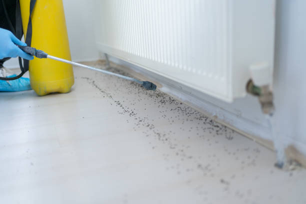 Best Affordable Pest Control Services  in Patterson Tract, CA