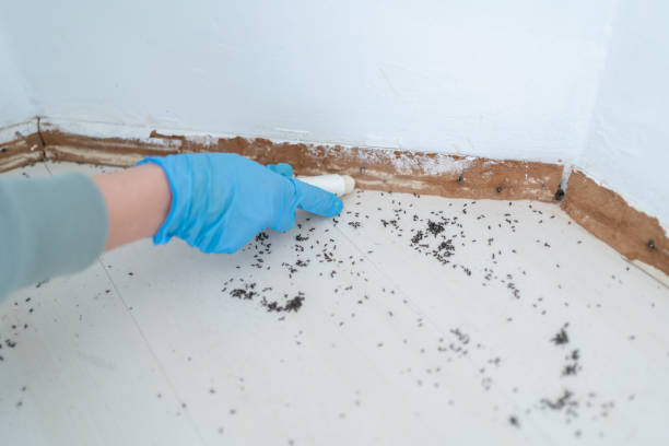 Best Pest Control Near Me  in Patterson Tract, CA